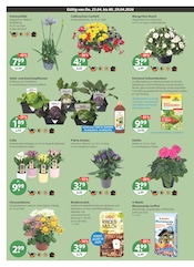 Aktueller V-Markt Prospekt mit Balkonpflanzen, "V-Markt einfach besser einkaufen", Seite 22
