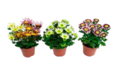 Chrysanthemen Splash Mix im Angebot bei EDEKA in Seevetal Chrysanthemen Splash Mix Angebote bei EDEKA Seevetal für 2,99 €