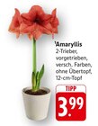 Amaryllis Angebote bei EDEKA Heilbronn für 3,99 €