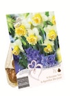 Aktuelle Tulpen Angebote bei Lidl in Reutlingen Aktuelles Blumenzwiebelmischung Angebot bei Lidl in Reutlingen ab 2,49 €