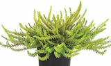Baum im Dehner Garten-Center Prospekt Krähenbeere im aktuellen Dehner Garten-Center Prospekt für 2,79 €