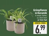 Grünpflanze in Keramik von  im aktuellen EDEKA Prospekt für 6,99 €