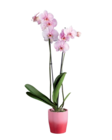 Orchidée royale en pot céramique - Lidl à Poitiers Orchidée royale en pot céramique en promo chez Lidl Poitiers à 16,97 €
