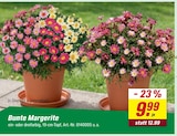 Aktuelles Bunte Margerite Angebot bei toom Baumarkt in Recklinghausen ab 9,99 €