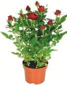 Aldi Guesnain - Rosier en pot Promo Rosier en pot dans le catalogue Aldi "Un Noël tout simplement exquis !" à Guesnain