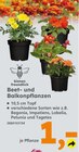 Aktuelle Pflanzen Angebote bei Globus-Baumarkt in Koblenz Aktuelles Beet- und Balkonpflanzen Angebot bei Globus-Baumarkt in Koblenz ab 1,00 €