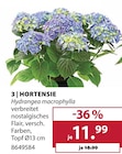 Aktuelles Hortensie Angebot bei Dehner Garten-Center in Chemnitz ab 11,99 €