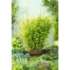 Bambou fargésia "Nitida" en promo chez Carrefour Vitry-sur-Seine à 39,99 €