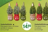 Zuckerhutfichte im aktuellen V-Markt Prospekt für 14,99 €