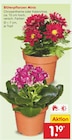 Aktuelle Blumen Angebote bei Netto Marken-Discount in Rostock Aktuelles Blütenpflanzen Minis Angebot bei Netto Marken-Discount in Rostock ab 1,19 €