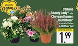 Calluna 'Beauty Lady' oder Chrysanthemen 'multiflora' im aktuellen EDEKA Prospekt für 1,99 €