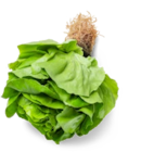 Aktuelle Salat Angebote bei Kaufland in Stuttgart Aktuelles Kopfsalat Angebot bei Kaufland in Stuttgart ab 0,99 €