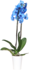 ORCHIDÉE BLEUE 2 BRANCHES + CACHE POT - SANS MARQUE - Auchan Hypermarché à Montreuil ORCHIDÉE BLEUE 2 BRANCHES + CACHE POT - SANS MARQUE en promo chez Auchan Hypermarché Montreuil à 16,99 €