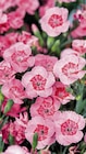 Gartennelke Angebote bei toom Baumarkt Aurich für 3,99 €