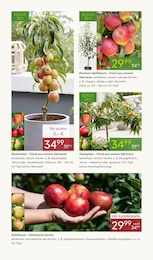Äpfel Angebot im aktuellen Pflanzen Kölle Prospekt auf Seite 4