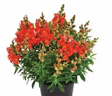 Dehner Garten-Center Heiligenroth - LÖWENMÄULCHEN Angebot im Prospekt LÖWENMÄULCHEN bei Dehner Garten-Center im Heiligenroth Prospekt für 3,79 €