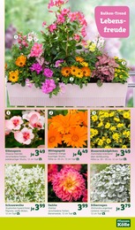 Blumen im Pflanzen Kölle Prospekt "Holen Sie sich den Frühling in Haus und Garten!" auf Seite 3