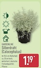 Silberdraht (Calocephalus) von Gardenline für 1,19 € bei ALDI Nord im Angebot Silberdraht (Calocephalus) von Gardenline im aktuellen ALDI Nord Prospekt