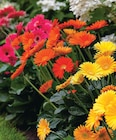 Gerbera Pot 17 cm en promo à 9,99 € chez Intermarché Super Gerbera Pot 17 cm dans le catalogue Intermarché Super