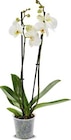 Orchidee im Angebot bei Netto Marken-Discount in Stade Orchidee Angebote bei Netto Marken-Discount Stade für 4,99 €