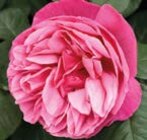 Promo Rosiers racinés rouges à 32,92 € dans le catalogue LaMaison.fr à Valognes