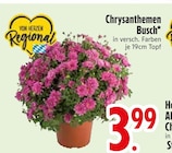 Chrysanthemen Busch von Edeka im aktuellen EDEKA Prospekt für 3,99 €