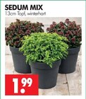 SEDUM MIX im Angebot bei Wreesmann in Freiberg SEDUM MIX Angebote bei Wreesmann Freiberg für 1,99 €