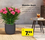 Oleander-Busch bei Hagebaumarkt im Brake Prospekt für 7,99 €