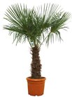 Auchan Heillecourt - CHAMAEROPS EXCELSA Promo CHAMAEROPS EXCELSA dans le catalogue Auchan Auchan à Heillecourt