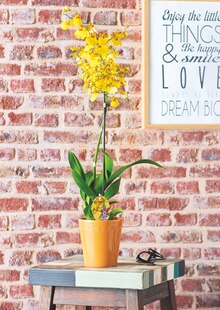 Carrefour Market Vannes - Orchidée oncidium Promo Orchidée oncidium dans le catalogue Carrefour Market "La rentrée encore moins chère" à Vannes