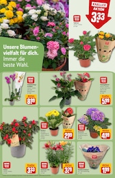 REWE Hortensie im Prospekt 