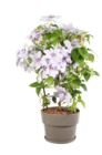 Plante grimpante - Truffaut à Boulogne-Billancourt Plante grimpante en promo chez Truffaut Boulogne-Billancourt à 22,99 €