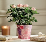 Intermarché Contact Bandol - Promo Rosier pot 13 cm dans un cache pot Promo Rosier pot 13 cm dans un cache pot à 7,99 € dans le catalogue Intermarché Contact à Bandol