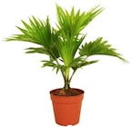 Schirmpalme Angebote bei Kaufland Potsdam für 7,99 €