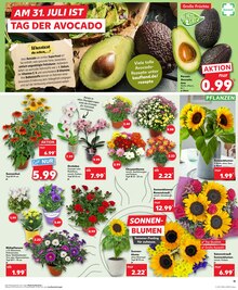 Blumen im Kaufland Prospekt "Aktuelle Angebote" mit 36 Seiten (Ulm)