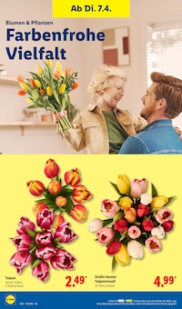 Blumen im Lidl Prospekt "LIDL LOHNT SICH" mit 68 Seiten (Dresden)