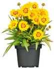 Staudenkollektion Indian Summer Angebote bei BayWa Bau- und Gartenmärkte Passau für 5,29 €
