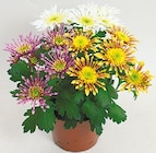 Chrysanthemen "Splash" für 1,99 € bei Netto mit dem Scottie im Angebot Chrysanthemen "Splash" im aktuellen Netto mit dem Scottie Prospekt
