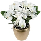 Orchidée multiforme en pot déco en promo chez Lidl Nice à 14,99 €