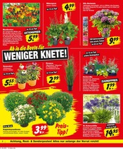 Hortensie im Repo Prospekt in Nordhausen Aktueller Repo Prospekt mit Hortensie, "Aktuelle Angebote", Seite 2
