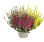 Knospenheide „Gardengirls“ bei toom Baumarkt im Schloß Holte-Stukenbrock Prospekt für 1,99 €