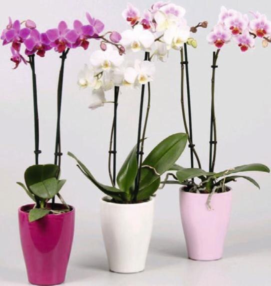 Géant Casino Saint-Vrain - Phalaenopsis 2 tiges Promo Phalaenopsis 2 tiges dans le catalogue Géant Casino Le grand live des marques à Saint-Vrain