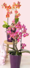 Duftende Schmetterlingsorchidee von  im aktuellen Pflanzen Kölle Prospekt für 19,99 €