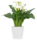 Flamingoblume im Kaufland Prospekt zum Preis von 7,49 €