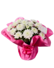 Chrysanthemen in Geschenkverpackung Angebote bei Lidl Heilbronn für 5,99 €