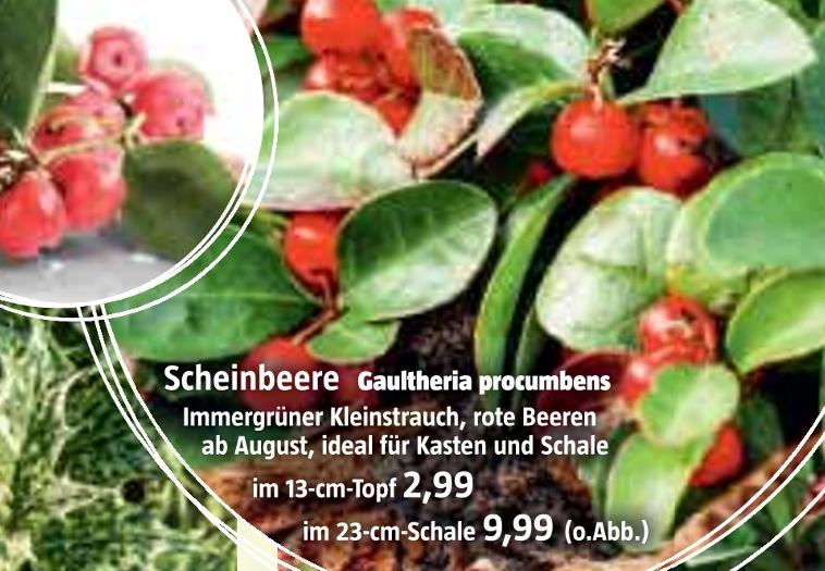 BAUHAUS Kummerow - Scheinbeere Scheinbeere Angebot bei BAUHAUS Kummerow im Prospekt Handzettel KW 40