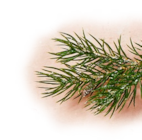 Penny Schwarzenbek Prospekt mit  im Angebot für 1,99 €