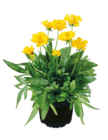 Aktuelle Blumen Angebote bei ROSENGUT Langerwisch in Potsdam Aktuelles MÄDCHENAUGE Angebot bei ROSENGUT Langerwisch in Potsdam ab 2,99 €
