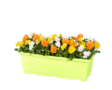 Jardinière de pensées en promo chez Lidl Jardinière de pensées dans le catalogue Lidl