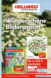 Pflanzen im Hellweg Prospekt Pflanzen im Hellweg Prospekt Wunderschne Blütenpracht auf S. 1